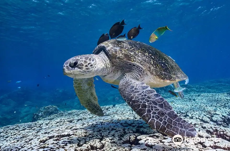 Snorkel with Turtles at Mudjimba Island