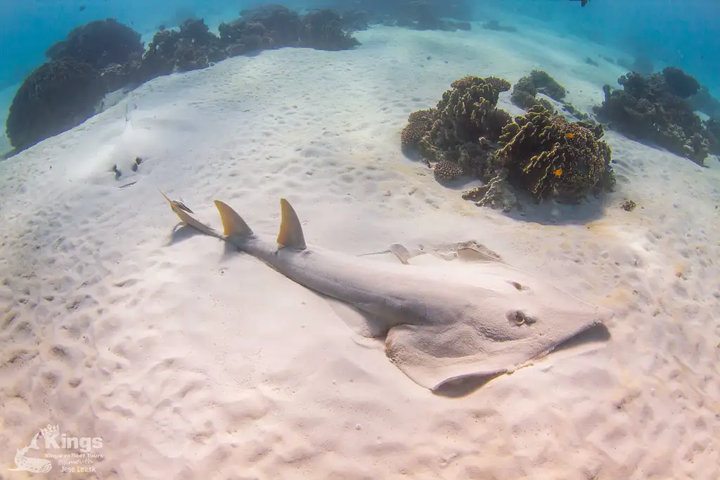 Whale Shark Snorkelling Adventure Tour (March-July) | Departing Exmouth