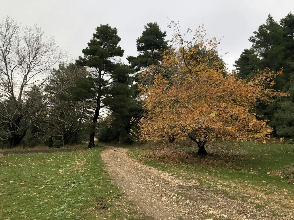 Athens Escape Private Safari Tour In Parnitha Mountain Park