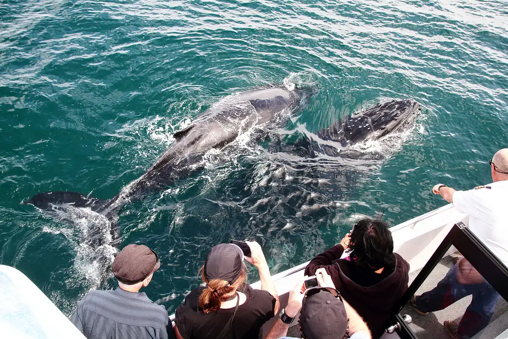 Jervis Bay Whale Watching Tour