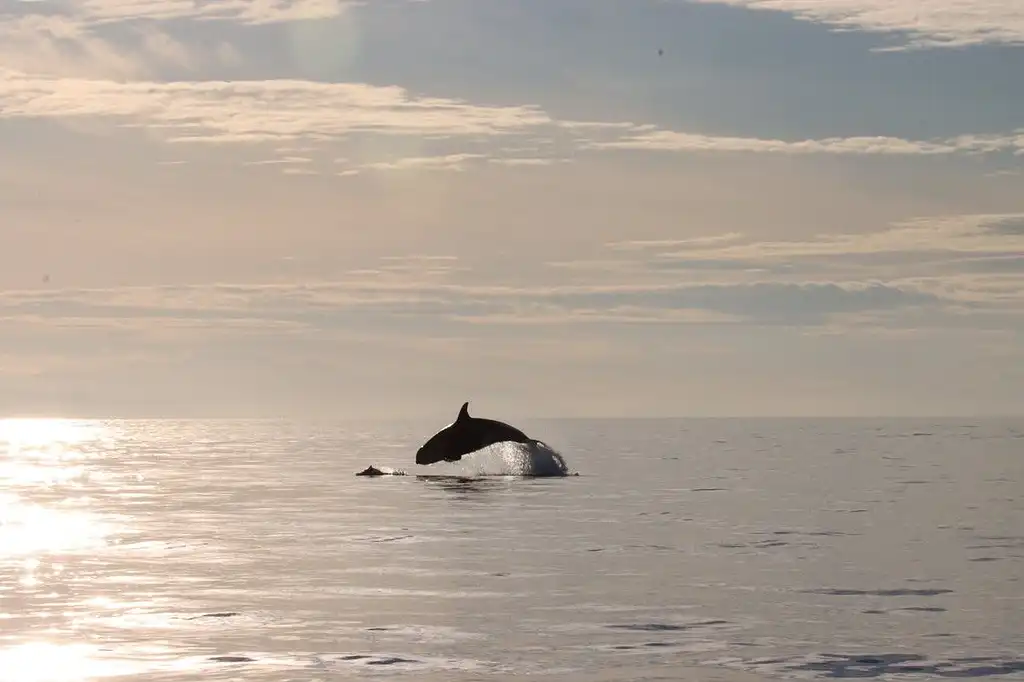 Vancouver Sunset Whale Watching