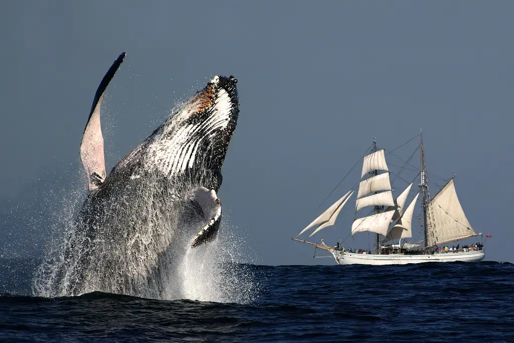 Whale & Sail Sydney Whale Watching Cruise