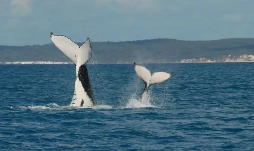 Hervey Bay Whale Watching Cruise | Family Friendly + Wheelchair Accessible