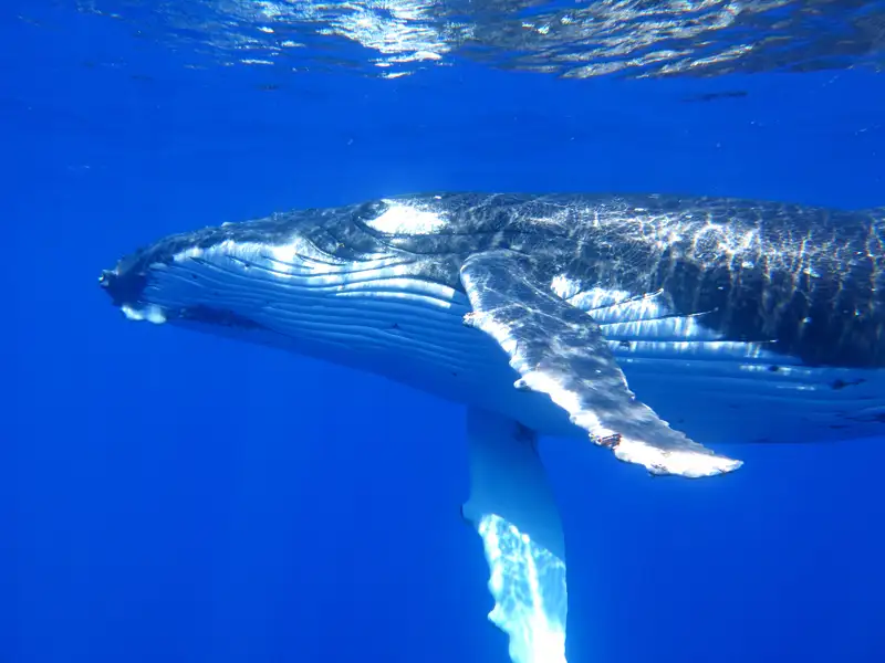 Ningaloo Humpback Whale Swim & Catamaran Sail | Departing Exmouth