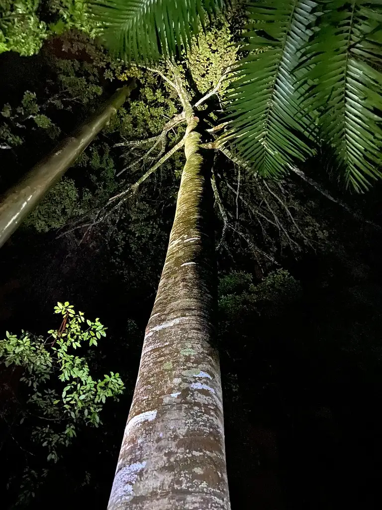 Evening Rainforest & Glow Worm Experience