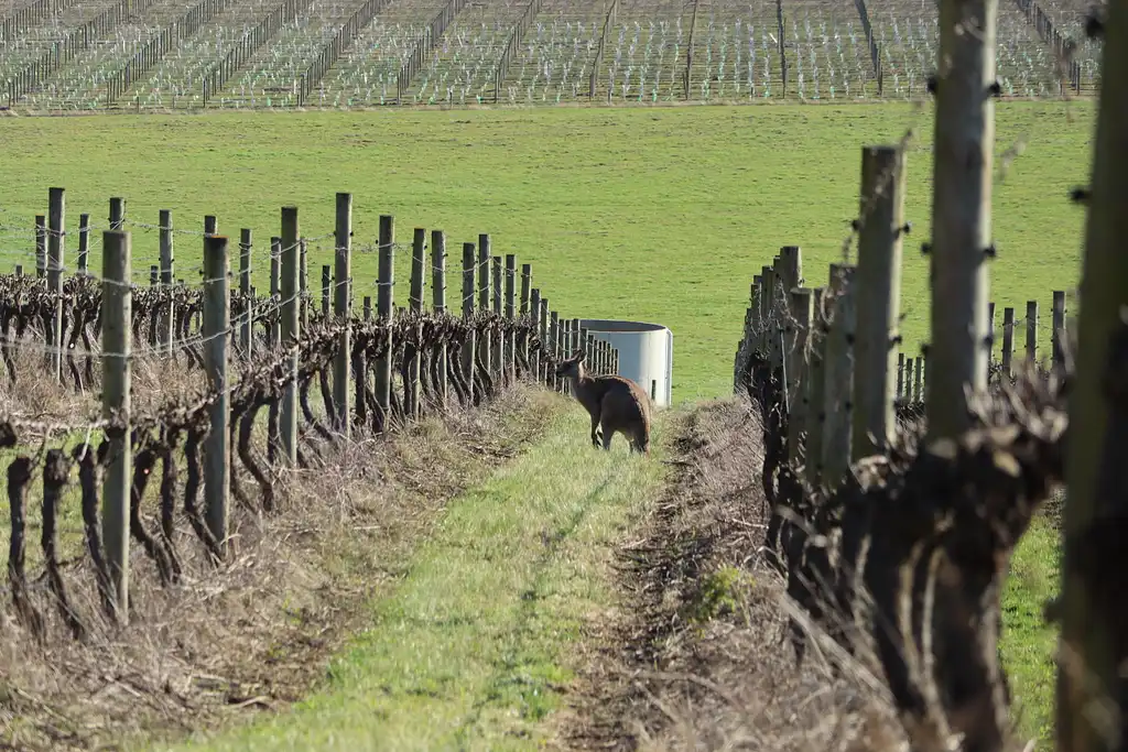 Full Day Yarra Valley Wine Experience