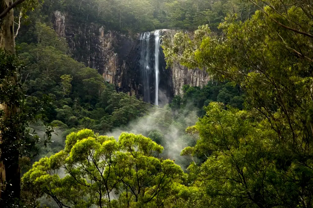 Byron Bay Hinterland Magic & Glow-worm Experience - All inclusive