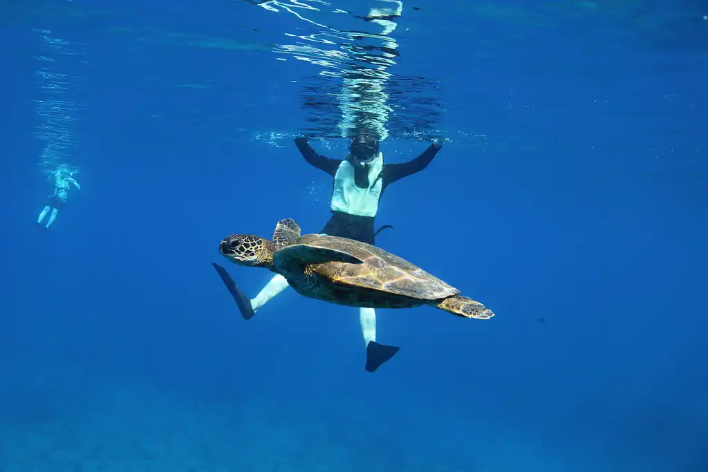 Waikiki Reef Snorkeling with Turtles