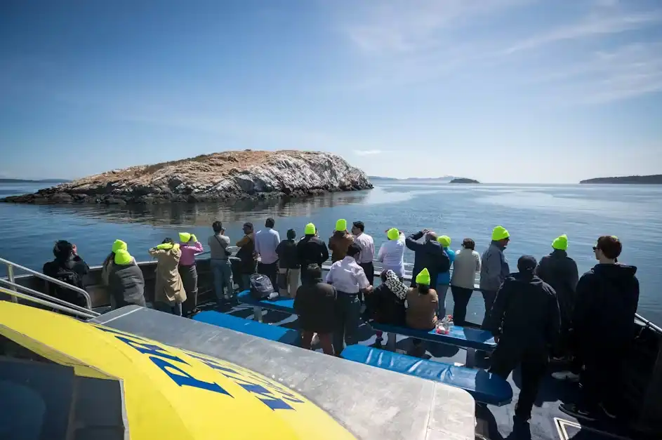 Half-Day Whale Watching From Vancouver