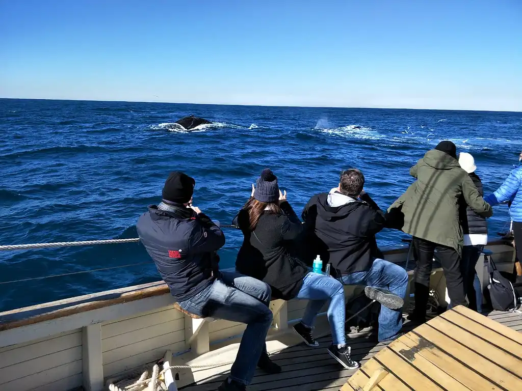 Whale & Sail Sydney Whale Watching Cruise