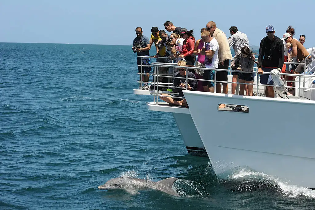 Jervis Bay Dolphin & Boom Netting Cruise