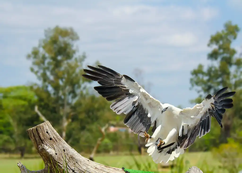 Lone Pine Koala Sanctuary Entry