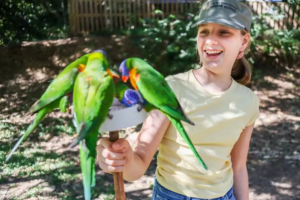 Lone Pine Koala Sanctuary Entry with Brisbane River Cruise