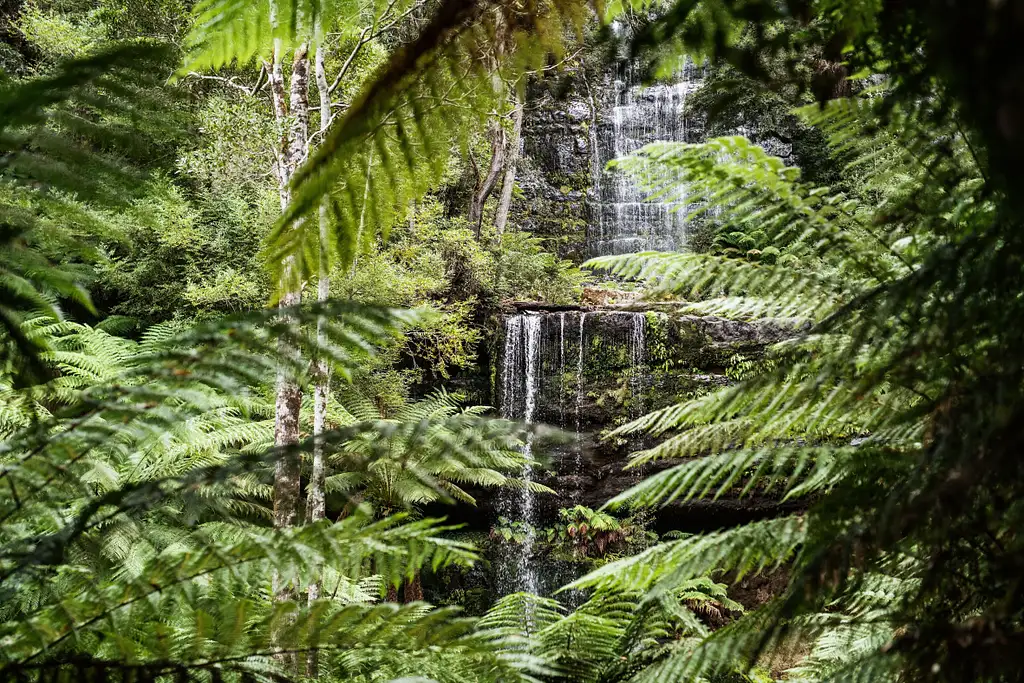 Mount Field to MONA Day Tour | From Hobart