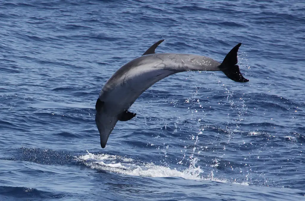 Whale Shark & Whale Watching Eco Tour - Ningaloo Reef (Aug-Oct)