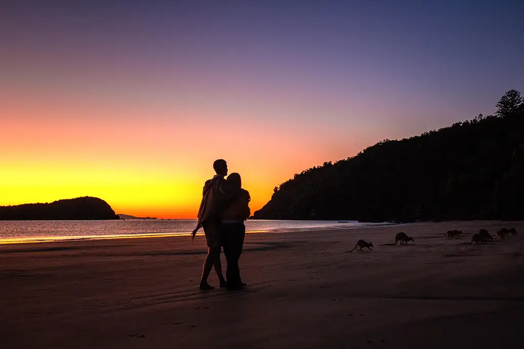 Kangaroos on the Beach at Sunrise & Wildlife Tour