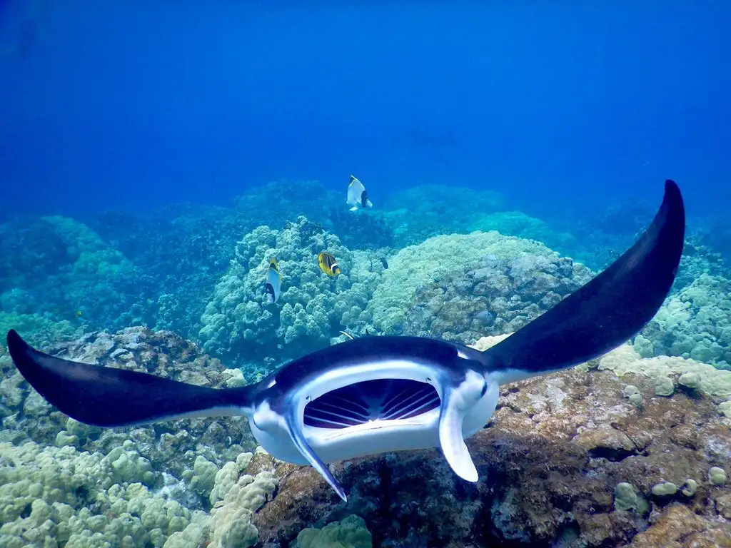 Late Night Manta Ray Snorkel | From Kona