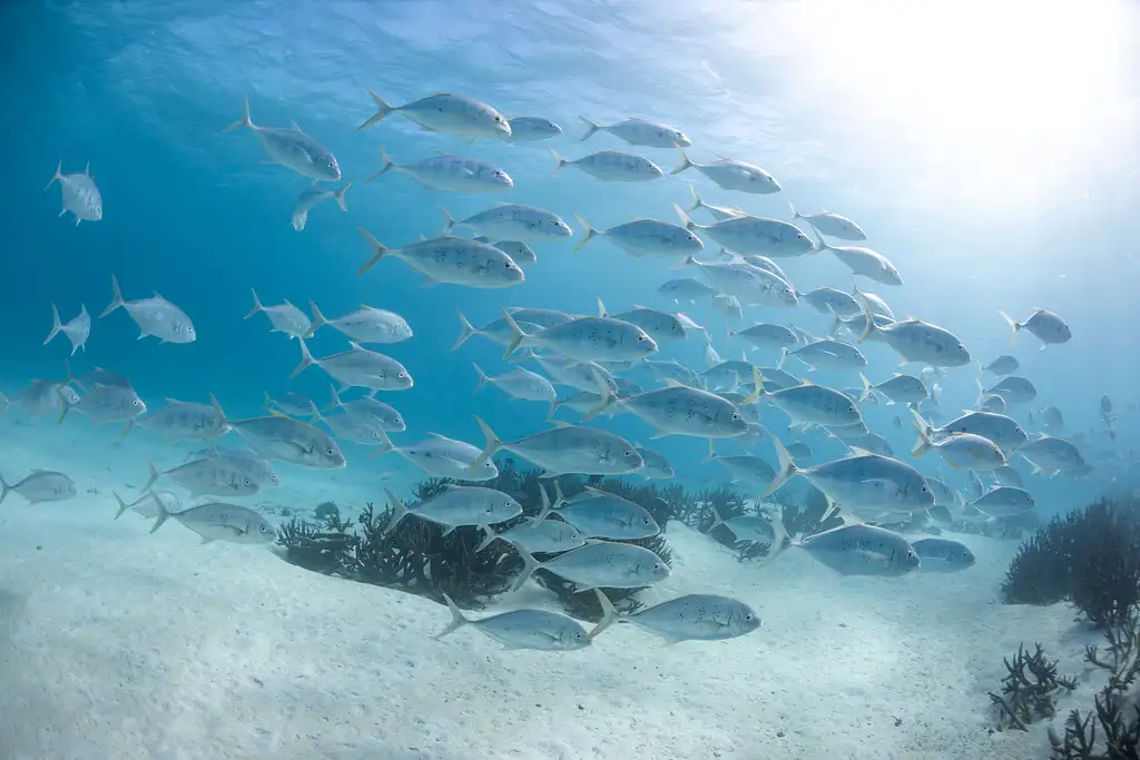 Ningaloo Reef Snorkelling and Wildlife Adventure Tour