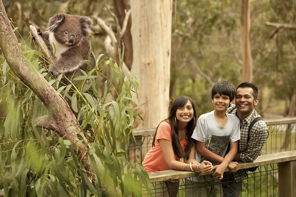 Phillip Island Penguin Parade & Koala Highlights  - Top Rated Wildlife Experience