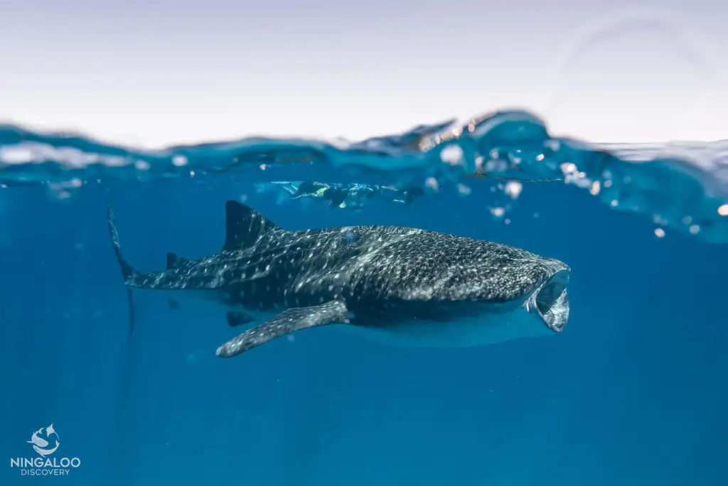 Ningaloo Whale Shark Swim & Eco Tour On A Catamaran (Aug-Oct) | From Exmouth