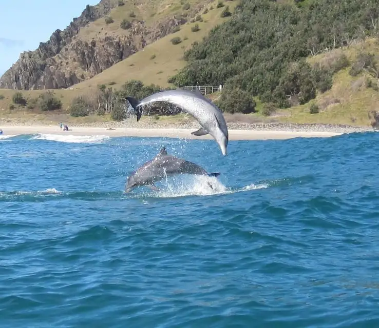 Dolphin Watching and Kayaking Experience from Byron Bay