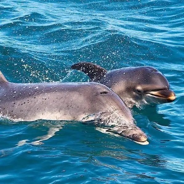 Port Phillip Bay Wildlife Adventure Cruise