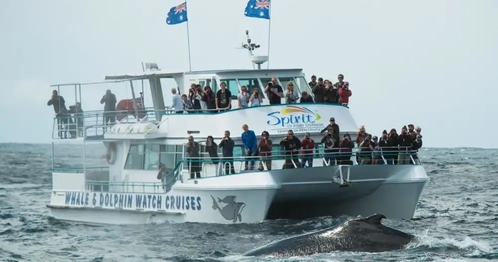 Nelson Bay Whale Watching