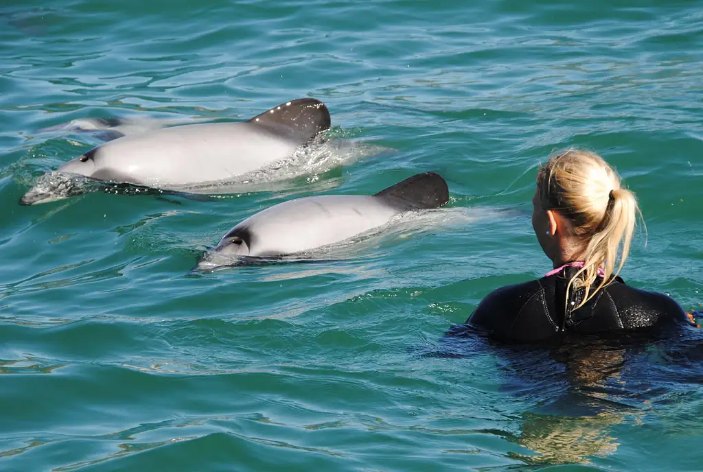 Swimming with Dolphins | Small Group Tour