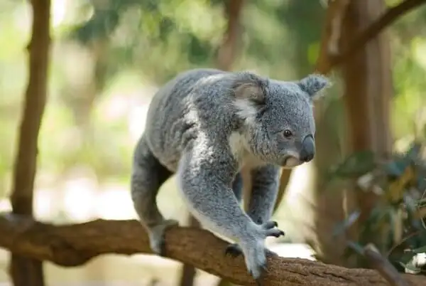 Lone Pine Koala Sanctuary Entry with Brisbane River Cruise