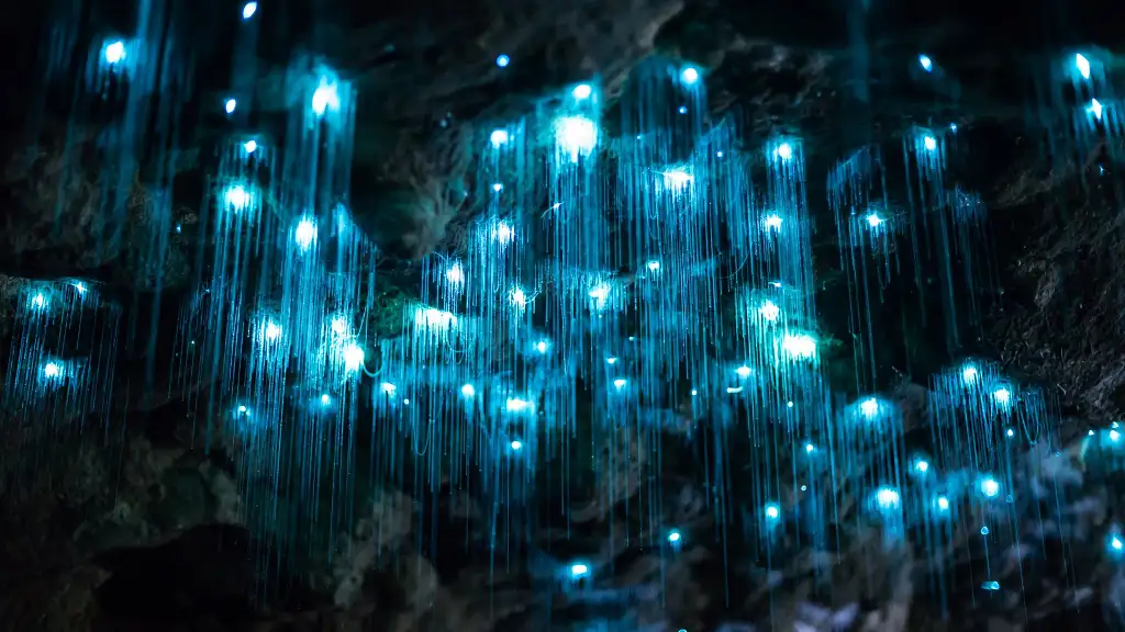 Glow Worm Cave Tour from Gold Coast