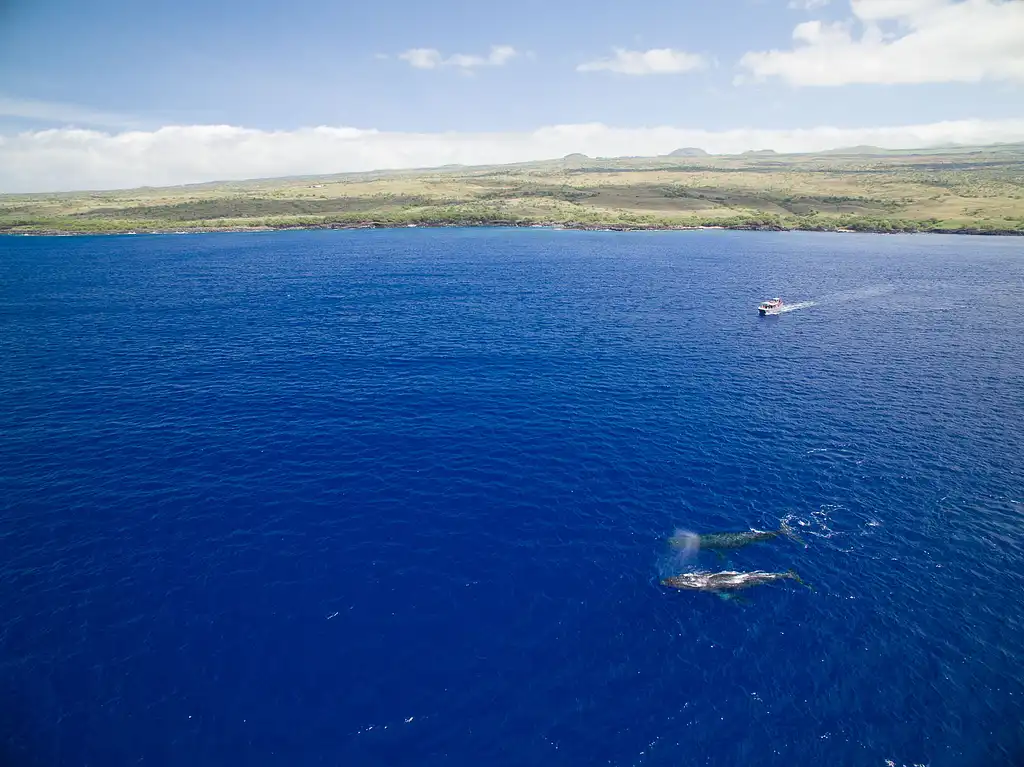 1.5-hour Whale Watching Tour - Departing Waikoloa