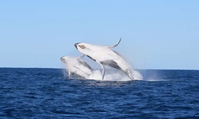 Whale Watching on vessel OSPREY - Circular Quay