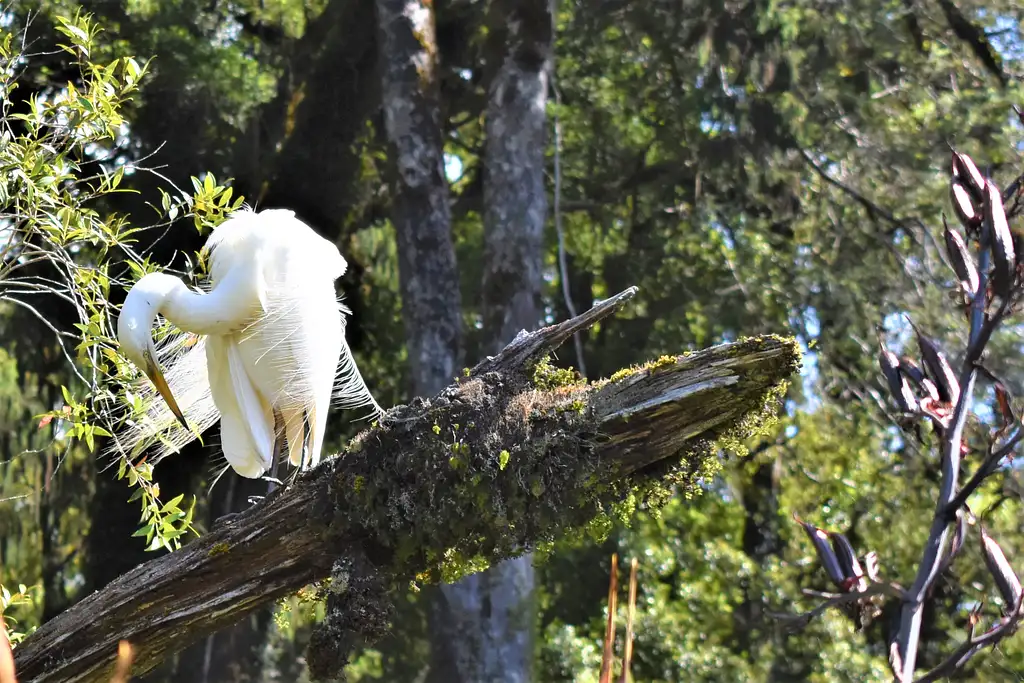 Lake Mapourika Scenic Cruise