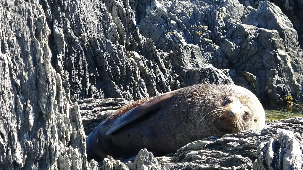 Seal Coast Safari