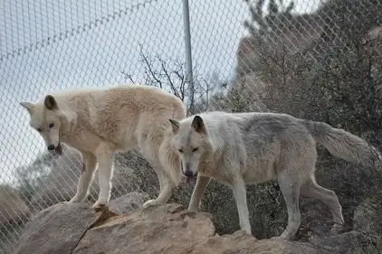 Keepers of the Wild Nature Park & Route 66 Experience