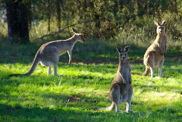 Wine & Sights Discovery - Half Day Tour