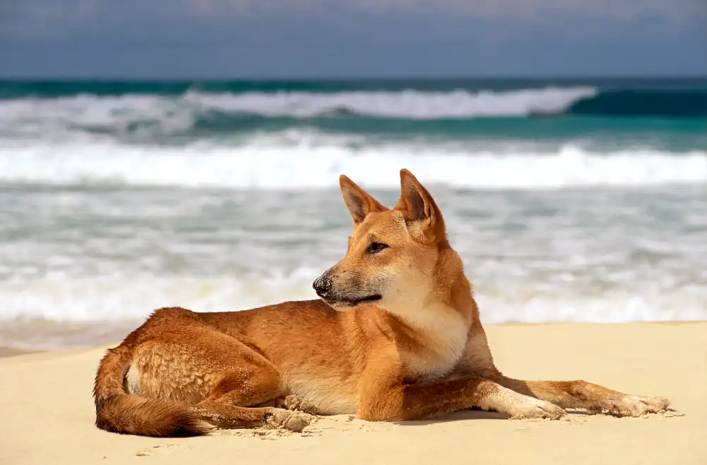 K'Gari (Fraser Island) Day Tour - From Rainbow Beach or Noosa