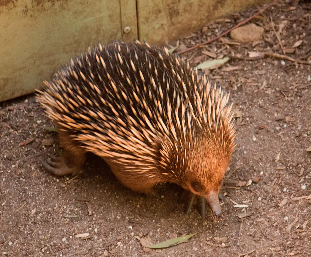 Healesville Sanctuary and Puffing Billy Scenic Bus Tour