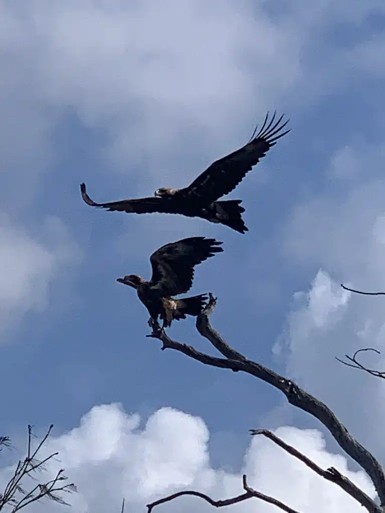 Noosa Heads Scenic Estuary & Wildlife Kayaking Tour