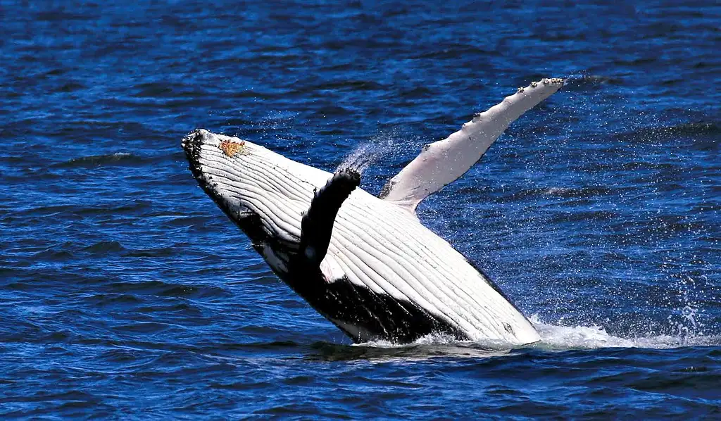 Jervis Bay Whale Watching Cruise