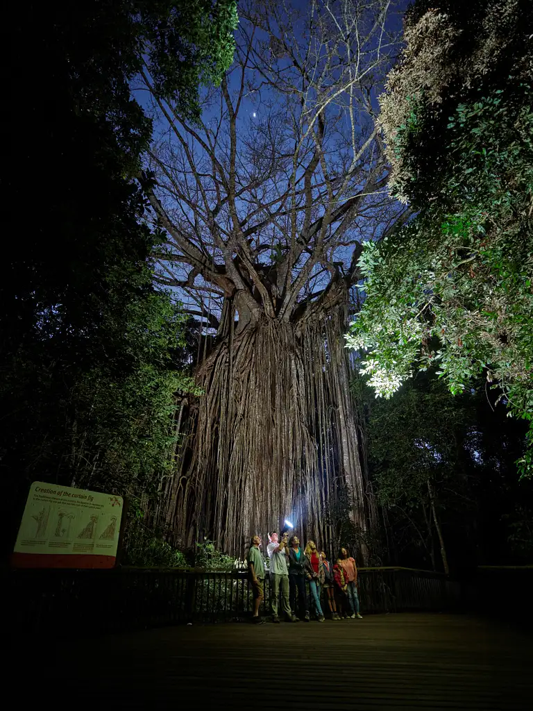 Cairns Rainforest Wildlife Day & Night Tour