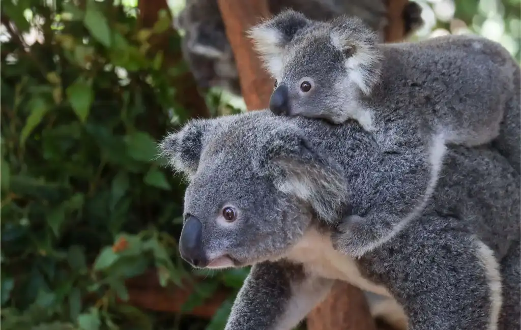 Lone Pine Koala Sanctuary Entry with Brisbane River Cruise