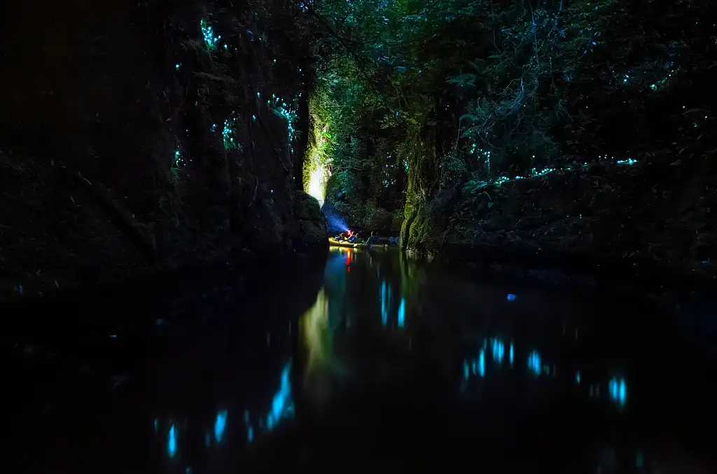 Evening Glow Worm Kayak Tour