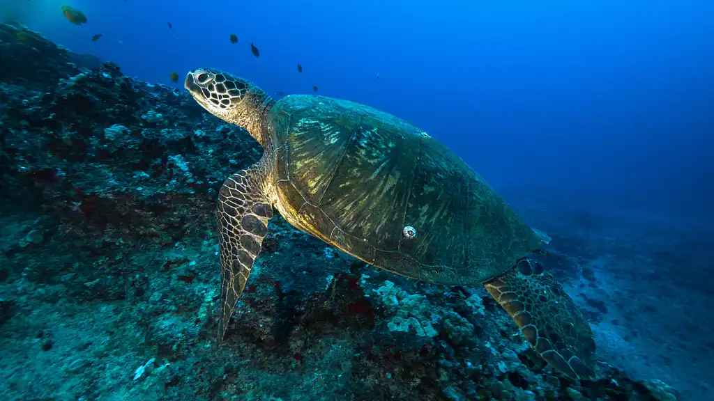 Oahu Night Diving