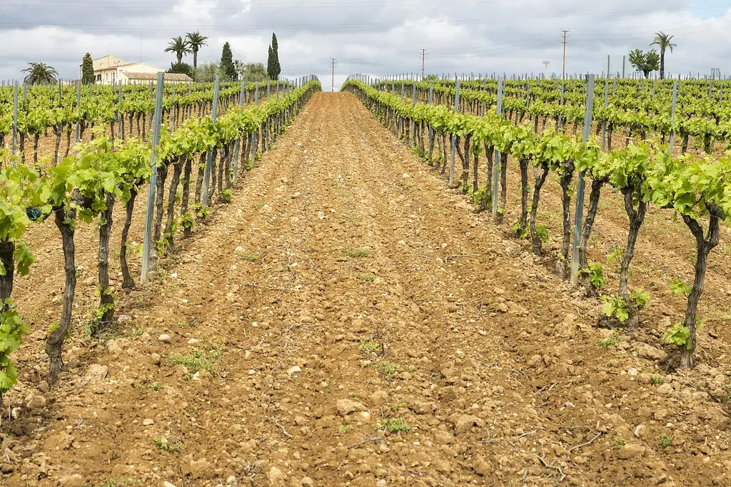 Private Wine And Cava Tour In Penedés