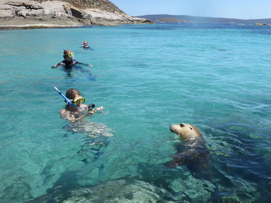 Swim with the Sea Lions - Port Lincoln