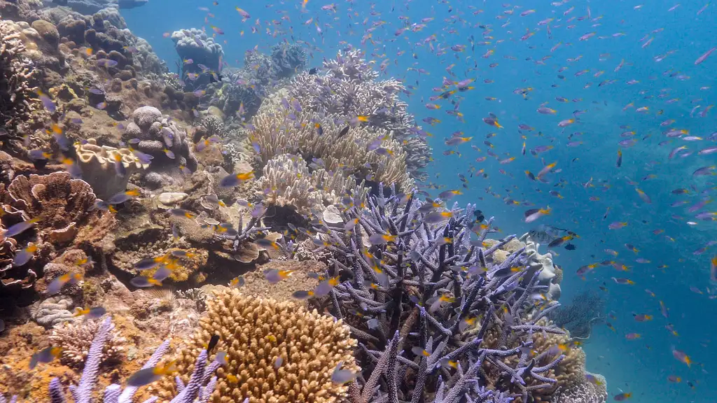 Fitzroy Island Full Day Tour