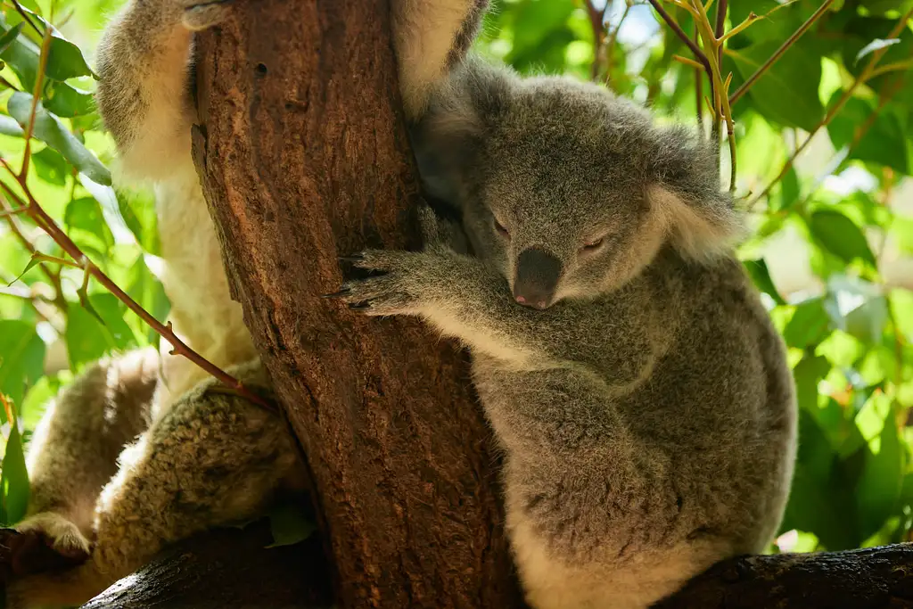 Cairns ZOOM Activities & Wildlife Dome Entry