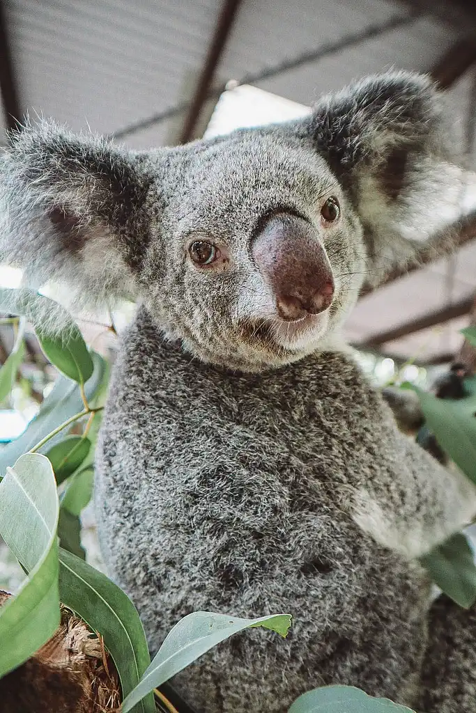 Selina Breakfast with Koalas | Magnetic Island