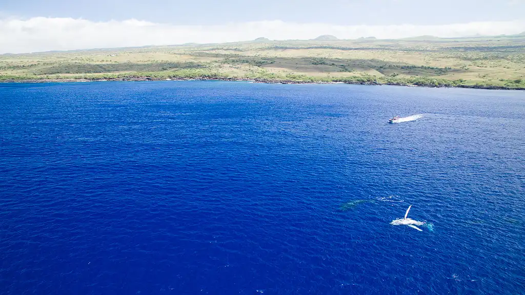 1.5-hour Whale Watching Tour - Departing Waikoloa